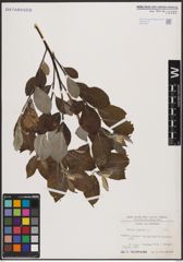 Foto von Salix caprea L.